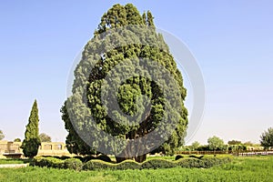 Cypress of Abarkooh or Known As the Zoroastrian Sarv, in Yazd Pr