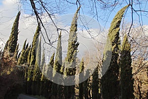 Cypress alley in the botanical garden in Tbilisi city in winter