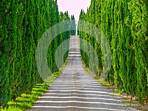 Cypress alley with rural country road, Tuscany, Italy.