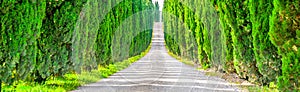 Cypress alley with rural country road, Tuscany, Italy. Panoramic view.