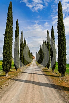 Cypress alley in Tuscany