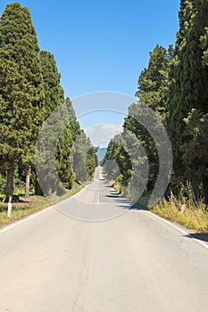 Road of Cypresses, Bolgheri, Tuscany, Italy photo