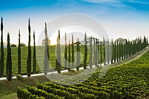 Cypress alley with vineyard in Tuscany