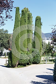 Cypress ans bush in a park