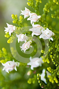 Cypress background. cupressus arizonica