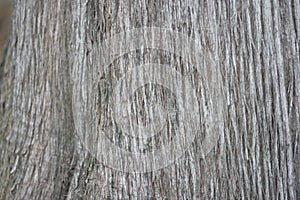 Cypress bark
