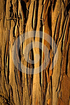 Cypress bark background