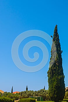 Cypress and blue sky