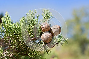 Cypress branch with cones