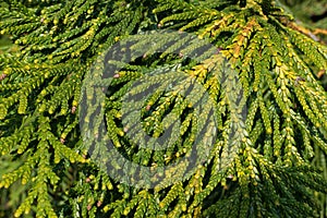 Cypress branch, floral thuja texture, pattern or background