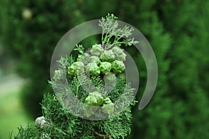 Cypress branch with cones in the summer garden