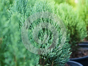 Zypresse Zweig zweige aus zypresse. ein Baum 