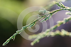 Cypress branch in the sun.