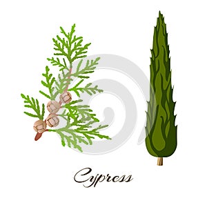 Cypress branch and tree . Cupressus sempervirens