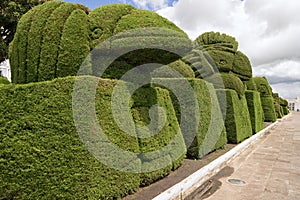 Cypress bush topiary in Tulcan Ecuador