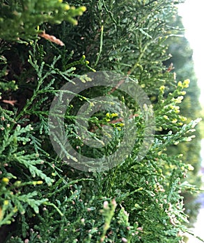 Cypress cedar tree branch. Thuja occidentalis bush is evergreen coniferous tree in cypress family Cupressaceae