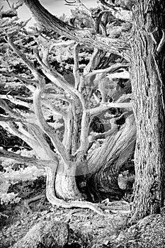 Cypress Coastal Scrub at Point Lobos