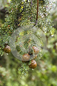 Cypress cone hanging on a branch with raindrop