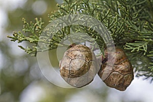 Cypress cones on tree