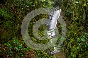 Cypress Creek running through a rough terrain in a dark rainforest with Douglas fir and western red cedar trees covered in moss