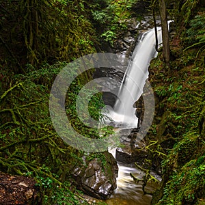 Cypress Creek running through a rough terrain in a dark rainforest with Douglas fir and western red cedar trees covered in moss