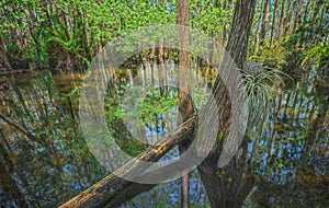 Cypress Dome in Everglades