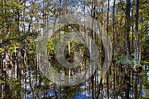 Cypress of the Everglades reflecting in a swamp