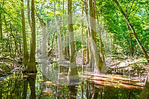 Cypress forest and of Congaree National Park in South Caro