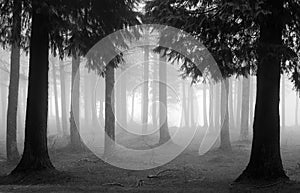 Cypress forest with fog in black and white