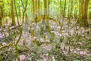 Cypress forest swamp of Congaree National Park in South Caro