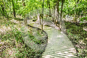 Cypress forest swamp of Congaree National Park in South Caro