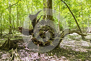 Cypress forest swamp of Congaree National Park in South Caro