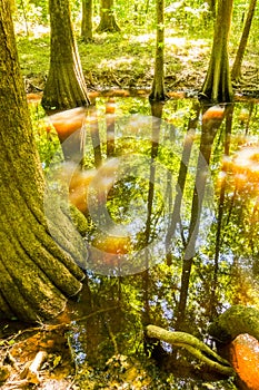 Cypress forest and swamp Congaree National Park in South Caro