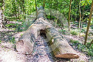 Cypress forest swamp of Congaree National Park in South Caro