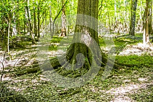 cypress forest and swamp of Congaree National Park in South Carolina