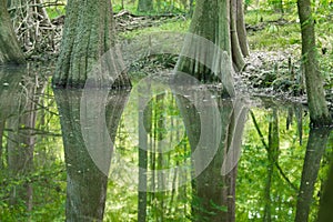 cypress forest and swamp of Congaree National Park in South Carolina