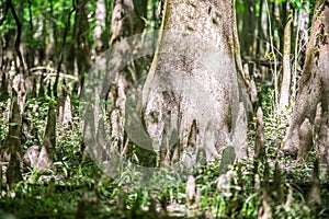 cypress forest and swamp of Congaree National Park in South Carolina