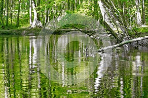 cypress forest and swamp of Congaree National Park in South Carolina