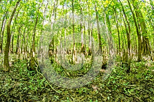 cypress forest and swamp of Congaree National Park in South Carolina