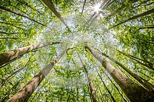 cypress forest and swamp of Congaree National Park in South Carolina