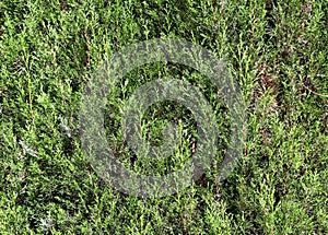 Cypress greens texture