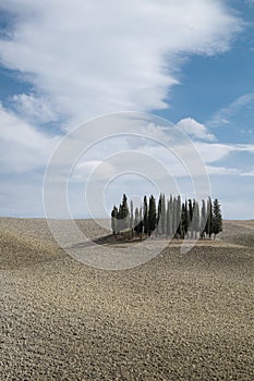 Cypress grove in Val 'd'Orcia