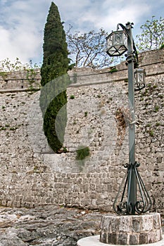 Cypress grows on the wall of the old fortress photo