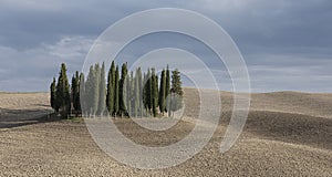 Cypress hill with surrounding fields in San Quirco d`Orcia, Tuscany Italy