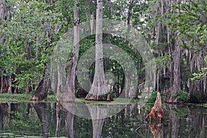 The Cypress Island Nature Preserve at Lake Martin