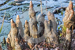 Cypress Knees photo