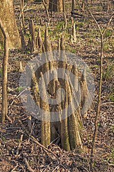 Cypress Knees in the Dry Season