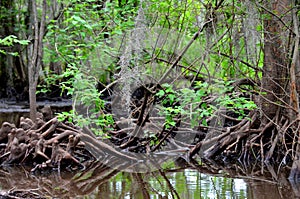 Cypress knees in Louisiana bayou