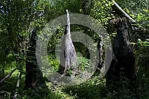 Cypress knees in middle of forest