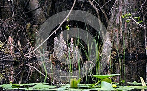 Cypress Knees, Okefenokee Swamp National Wildlife Refuge